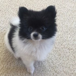 Meet your Posher, Barbara